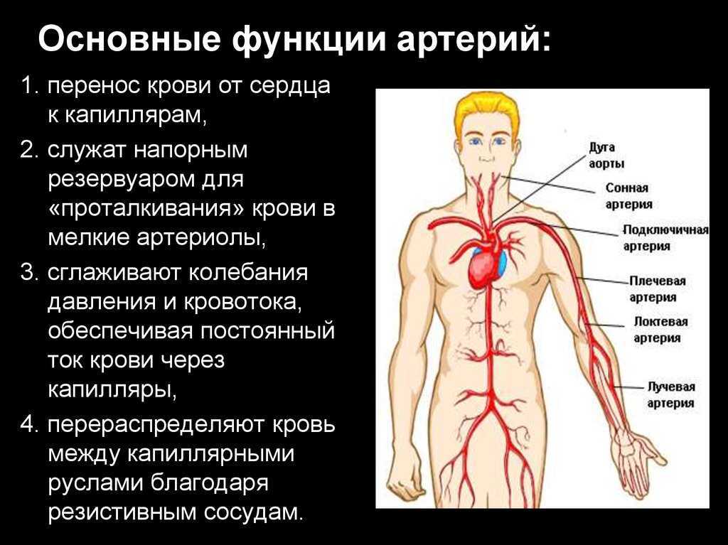 Анатомия (артерии верхней конечности)