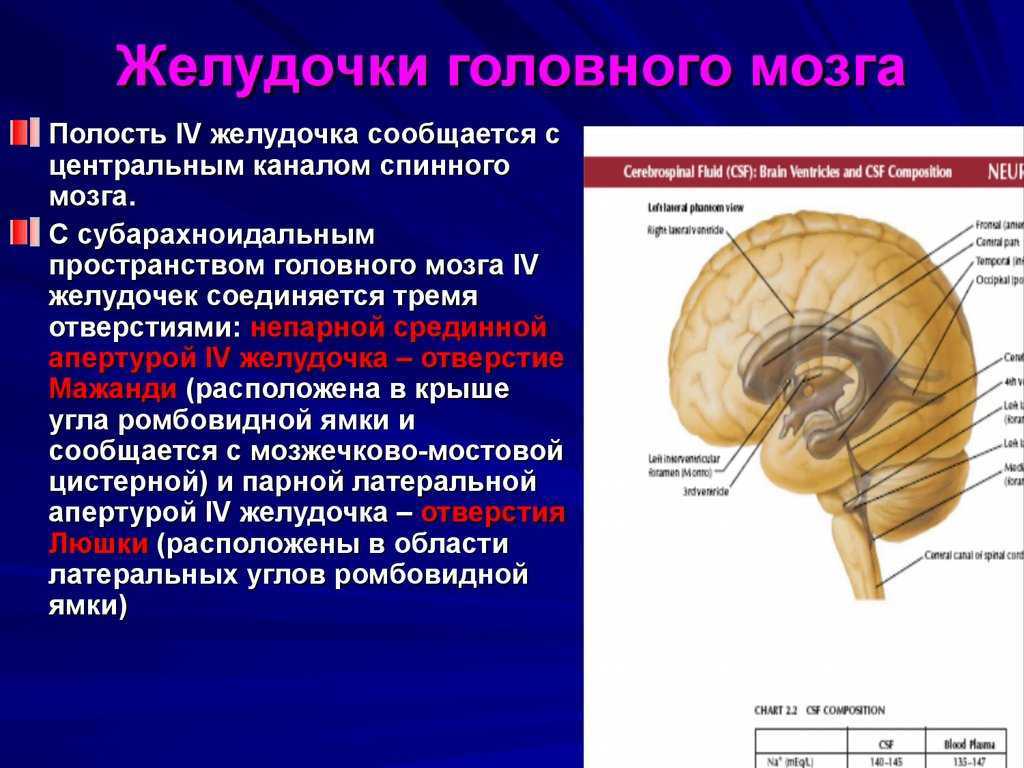 Полости головного мозга. Схема полостей головного мозга. Желудочки головного мозга. Желудочки головного мозга фото. Правый желудочек головного