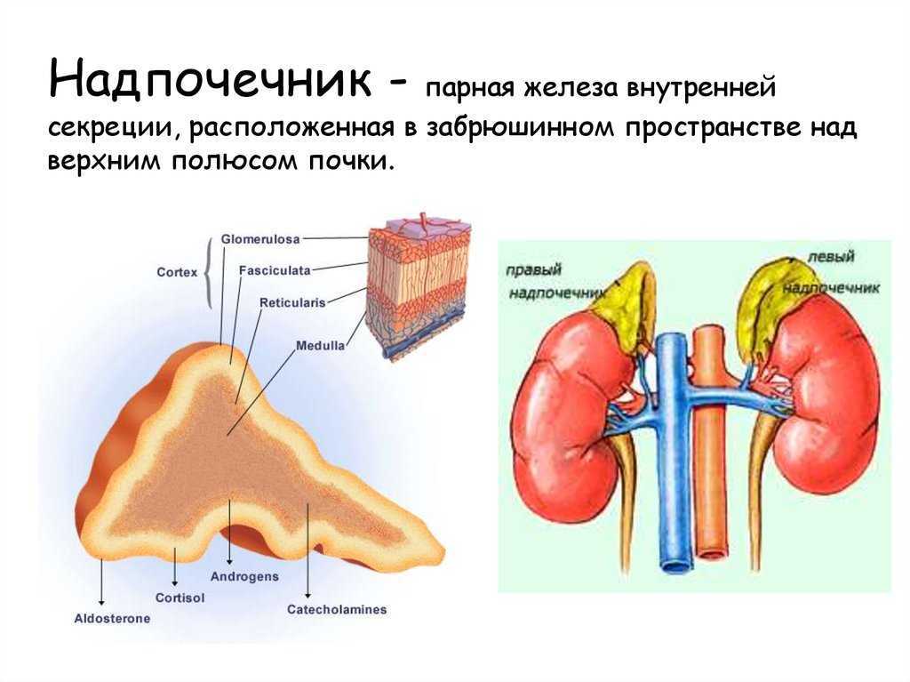 Надпочечники рисунок анатомия