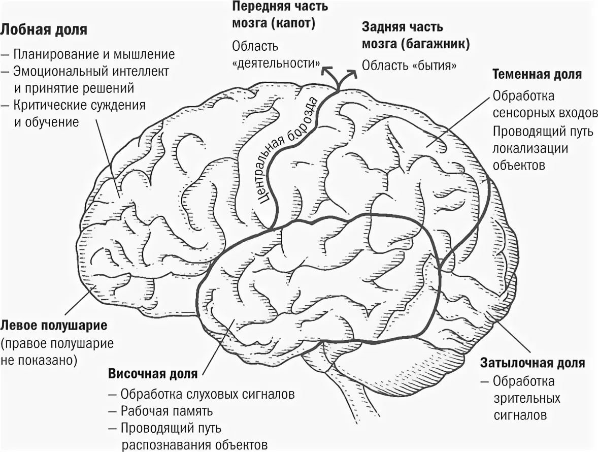 Схема части мозга