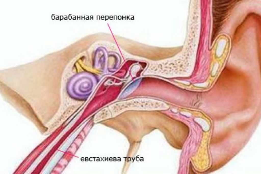 Анатомия среднего уха человека – информация: