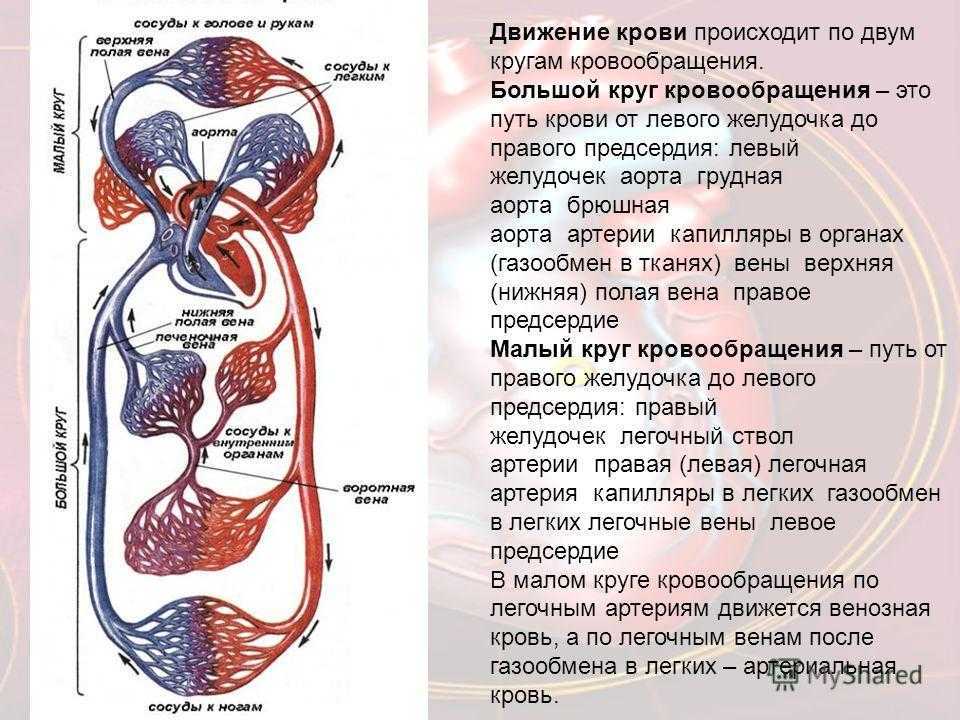 Большой и малый круги кровообращения у человека схема