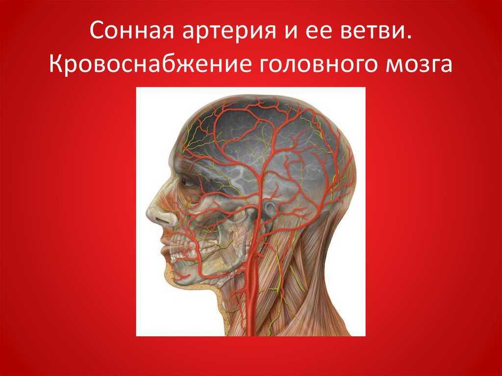 Где находится сонная артерия слева. Левая Сонная артерия кровоснабжает. Кровоснабжение сонной артерии. Сонная артерия в головном мозге. Кровоснабжение головы.