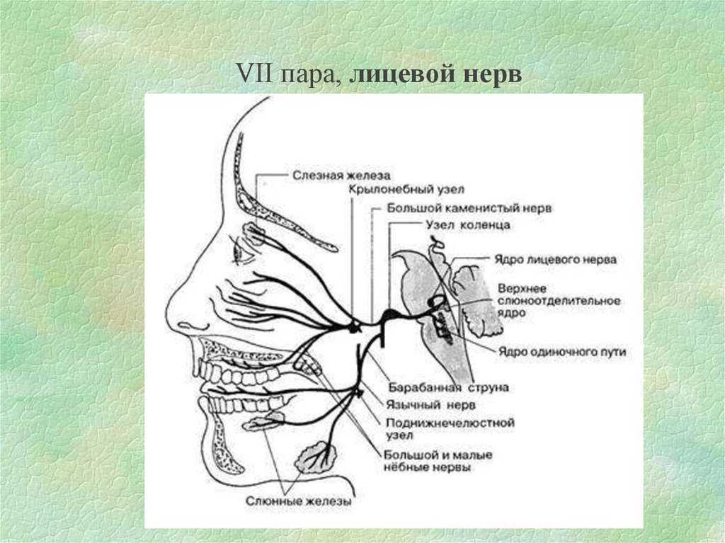2 лицевой нерв. Лицевой нерв неврология схема. Лицевой нерв строение ядра. Ветви лицевого нерва схема. Лицевой нерв путь схема неврология.