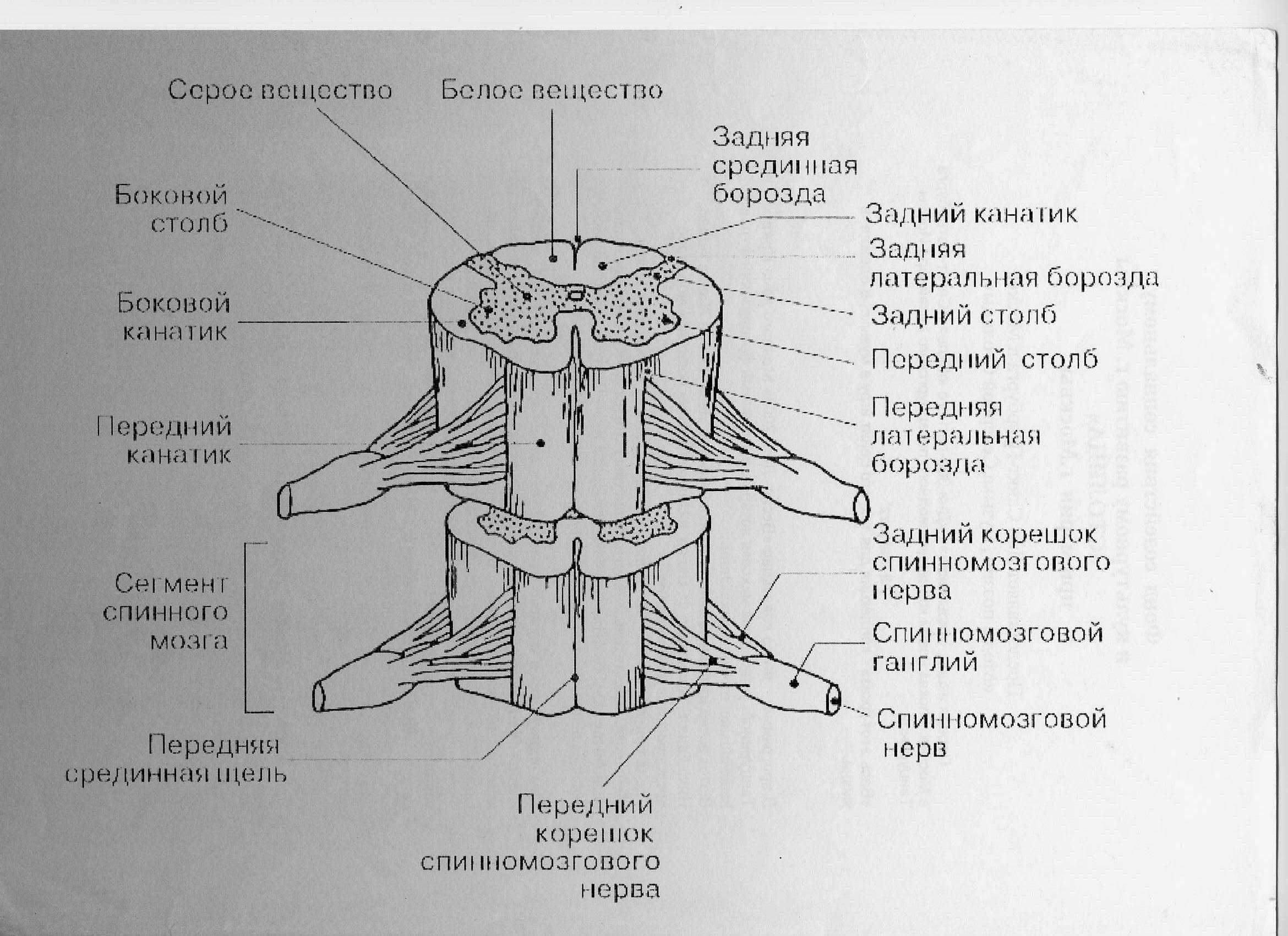 Схема внутреннее строение спинного мозга