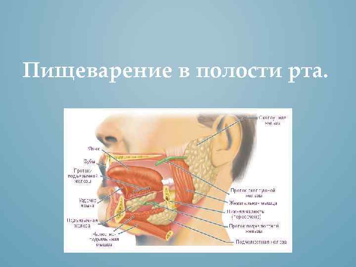 Ферменты полости рта