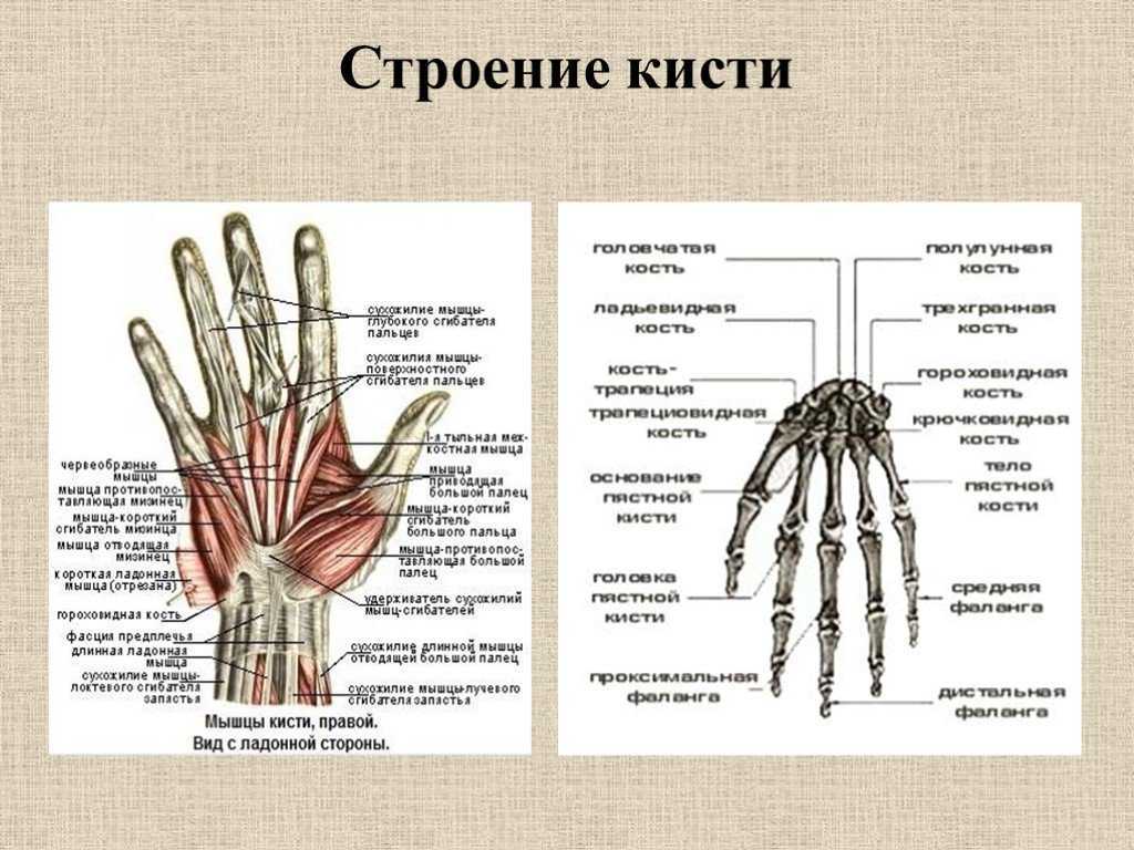 Рука человека название. Кисть левой руки строение. Кости запястья анатомия строение. Строение кисти руки вид сбоку. Строение костей кисти руки человека.