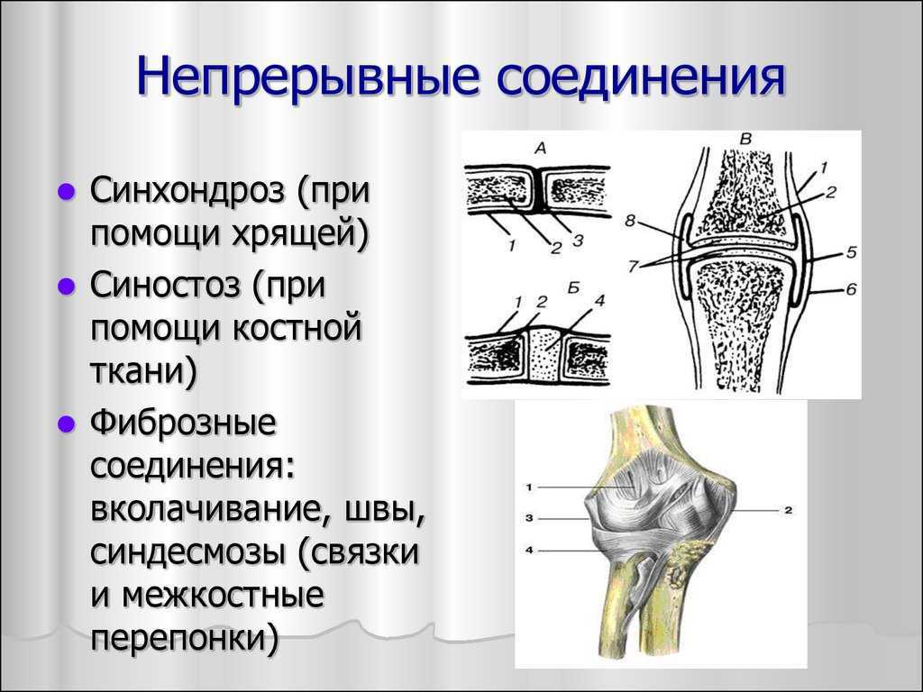 Составьте схему иллюстрирующую виды соединений костей