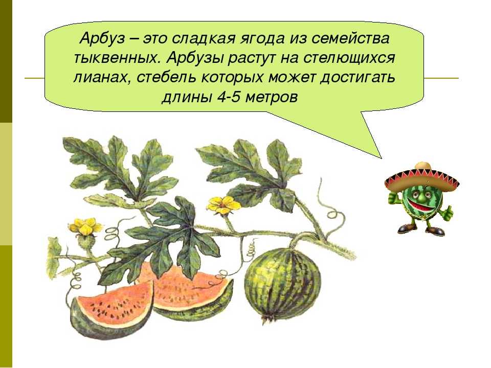 О вреде и пользе арбузов