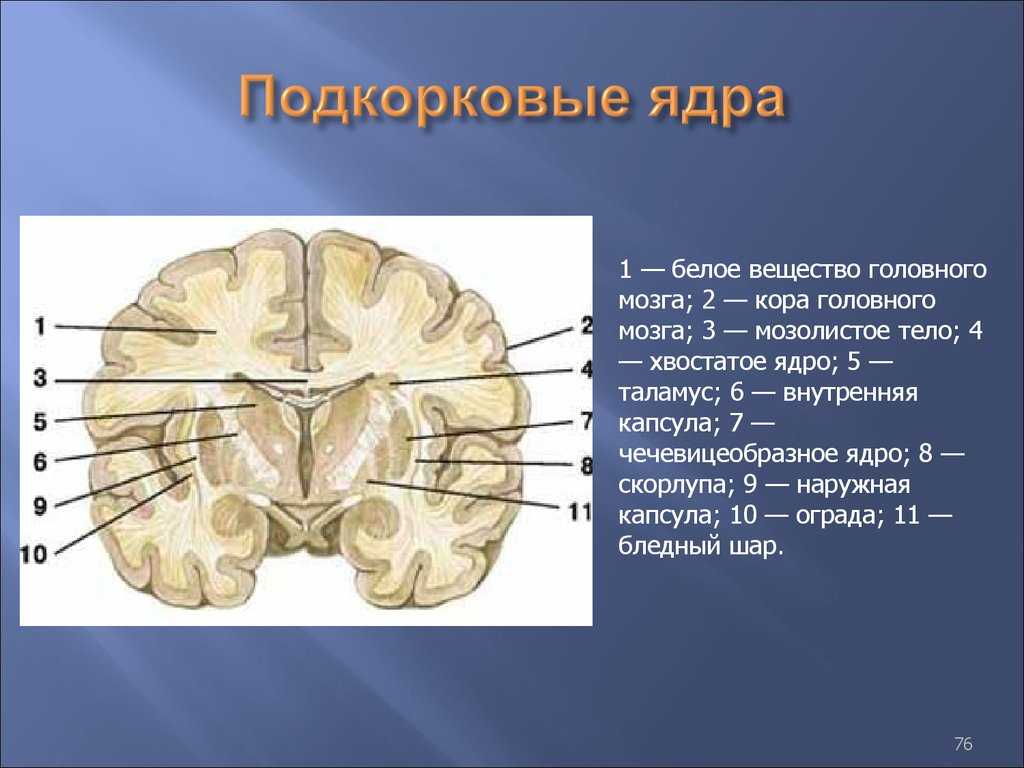 Ядра мозга образованы. Подкорковые ядра головного мозга анатомия. Строение базальных ядер головного мозга. Базальные подкорковые ядра.