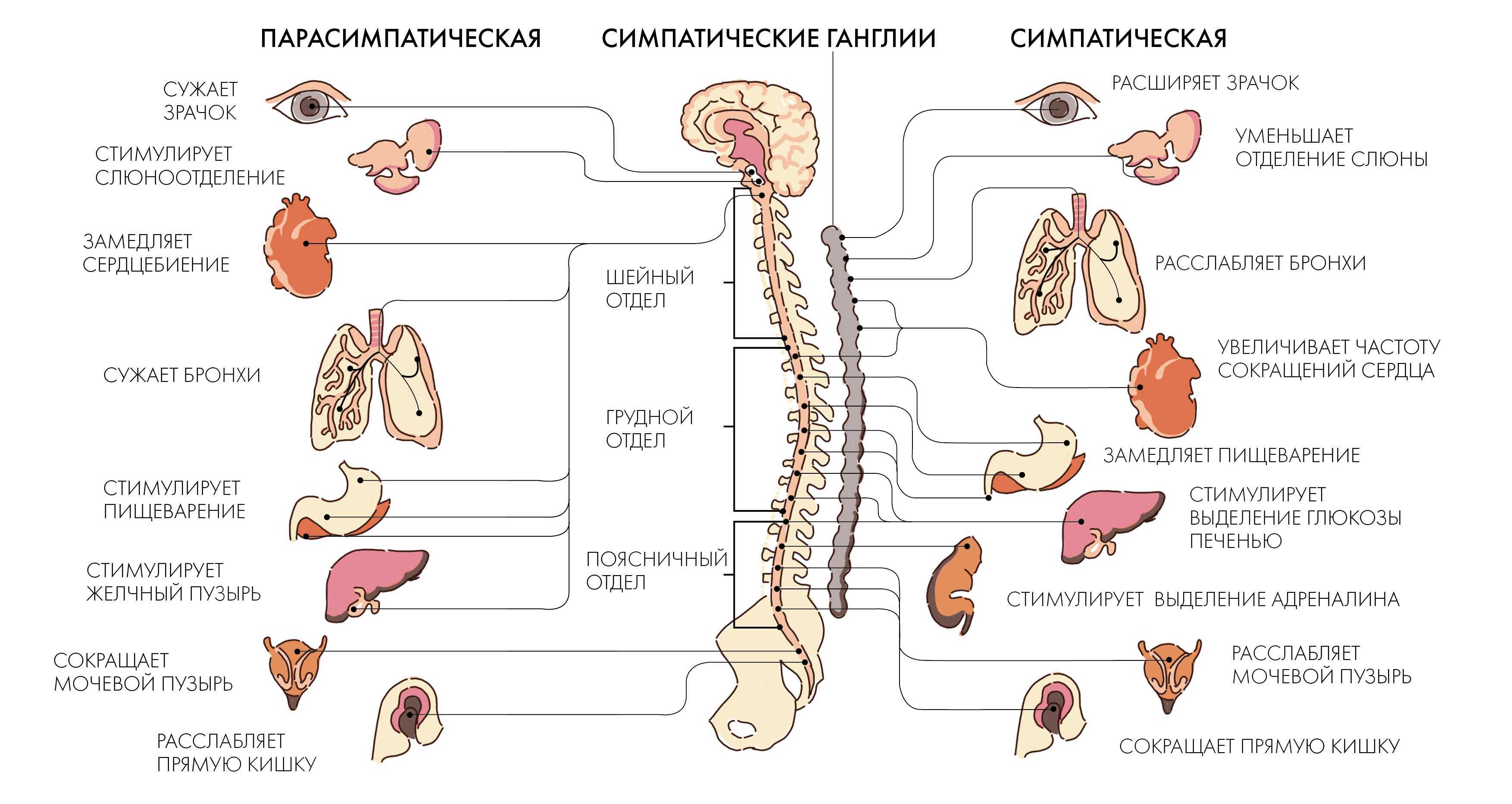 Симпатическая нервная система: строение и функции, отличие от парасимпатической структуры