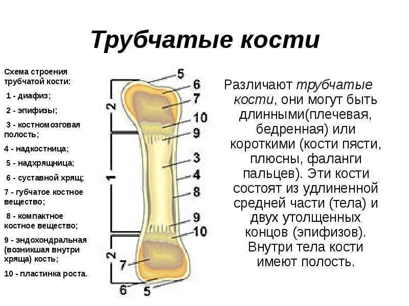 Строение трубчатой кости человека рисунок - 84 фото