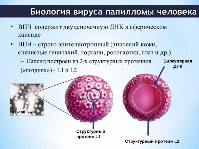 Лечение вируса папилломы человека (впч) у женщин и диагностика рака шейки матки | альтермед