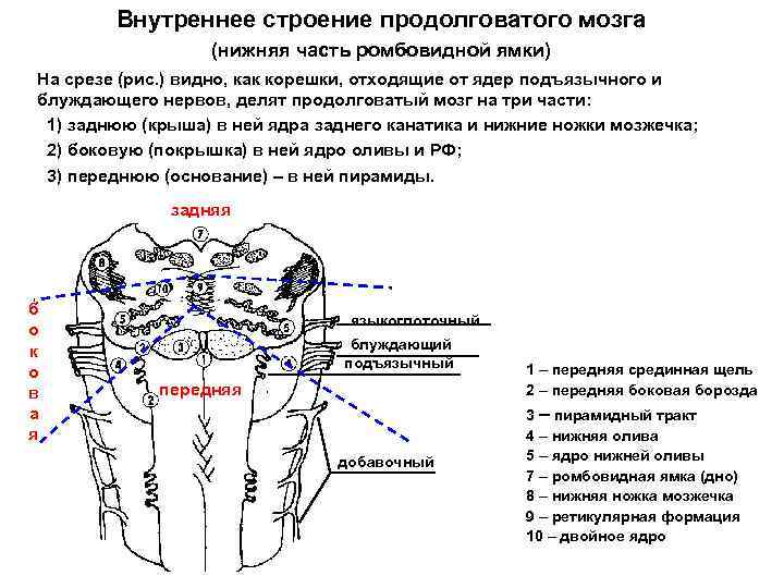 Срез продолговатого мозга схема