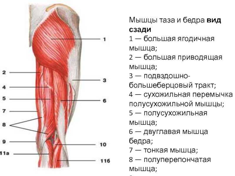 Мышцы бедра анатомия человека рисунок с подписями