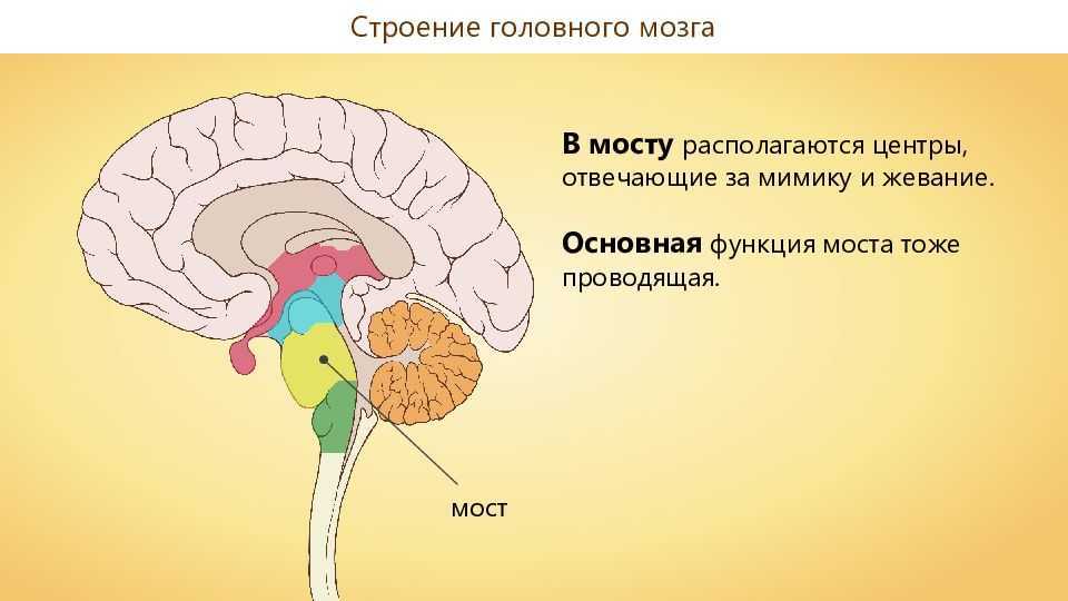 Вопросы по головному мозгу. Мост головного мозга. Отделы головного мозга мост. Структура моста в головном мозге. Центр моста в головном мозге.