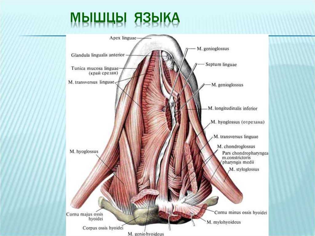 Продольные мышцы фото