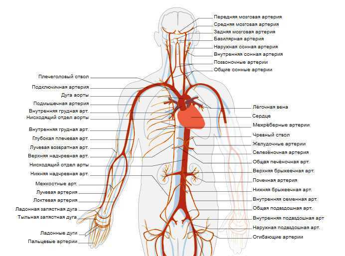 Анатомия брахиоцефальный артерий