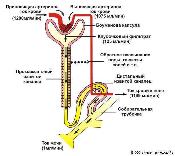 Рассмотрите схему мочевыделительной системы и опишите