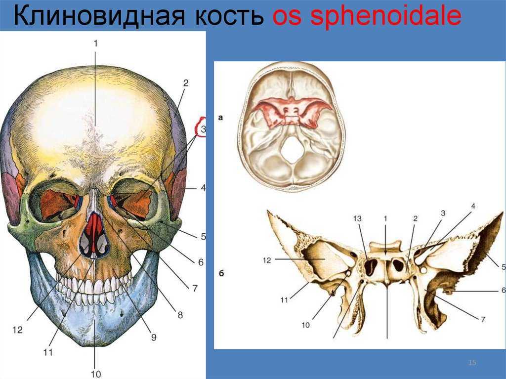 Клиновидная кость черепа рисунок