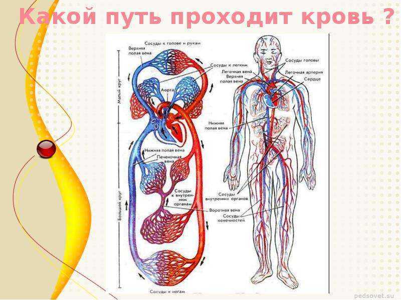 Какой кровеносный сосуд обозначен на рисунке цифрой 1