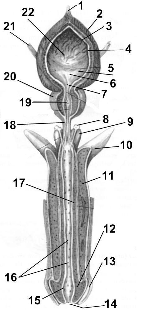 Схема мужского мочеиспускательного канала