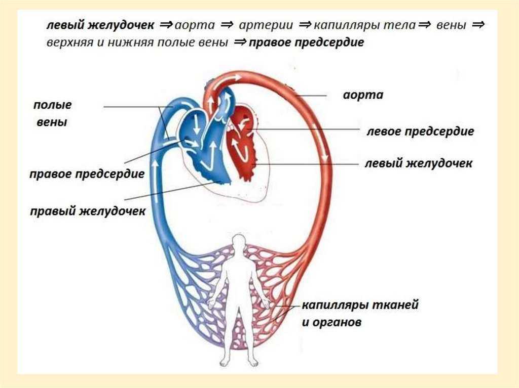 Принципы кровообращения. Схема большого и малого круга кровообращения. Малый круг кровообращения правый желудочек схема. Малый и большой круг кровообращения человека схема малый и большой. Малый круг кровообращения сердца человека схема.
