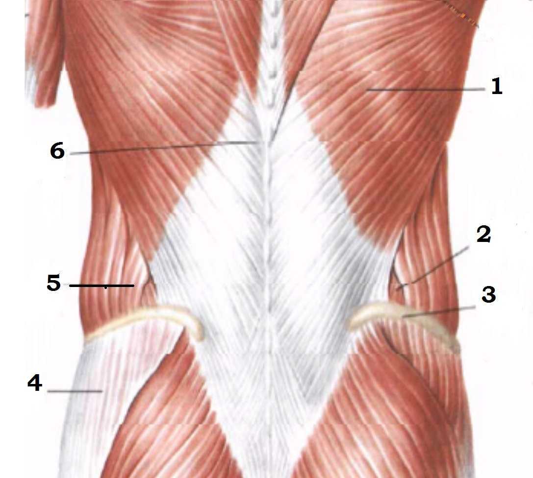 M obliquus externus abdominis