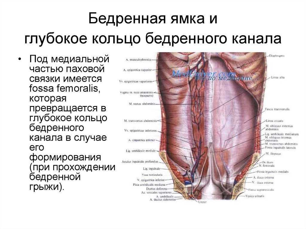 Бедренный канал схема - 81 фото