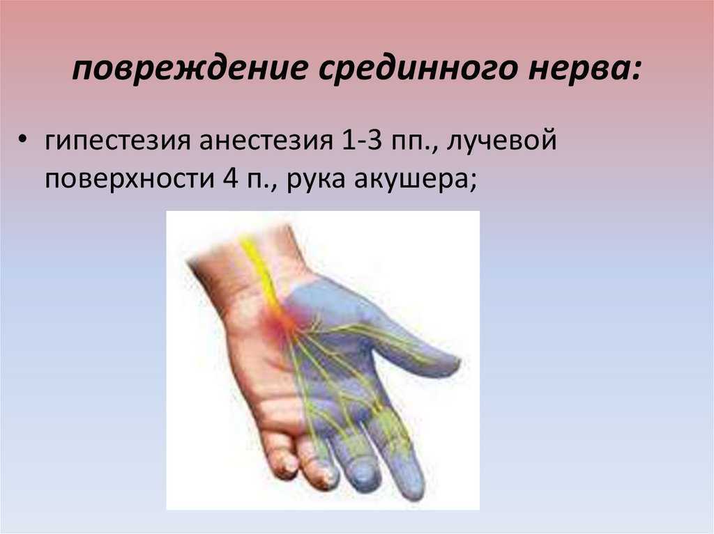 Анатомия лучевого нерва человека – информация: