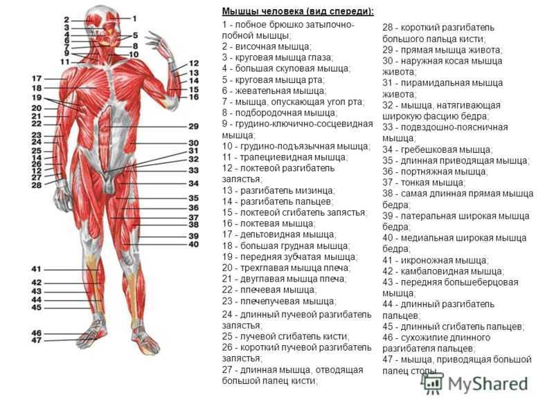 Ягодичные мышцы: анатомия и строение большой, средней и малой ягодичной