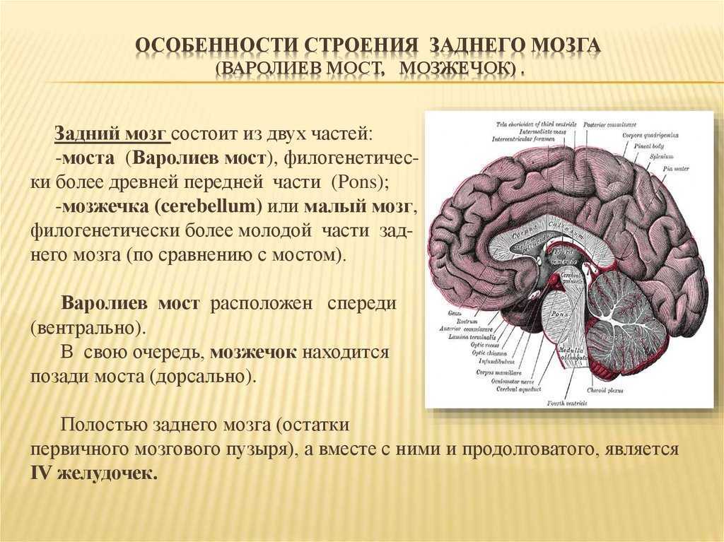 Мост головного мозга рисунок