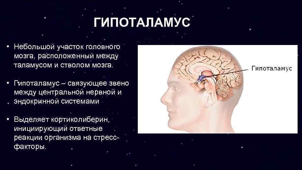 Гипофиз где находится фото у человека в голове