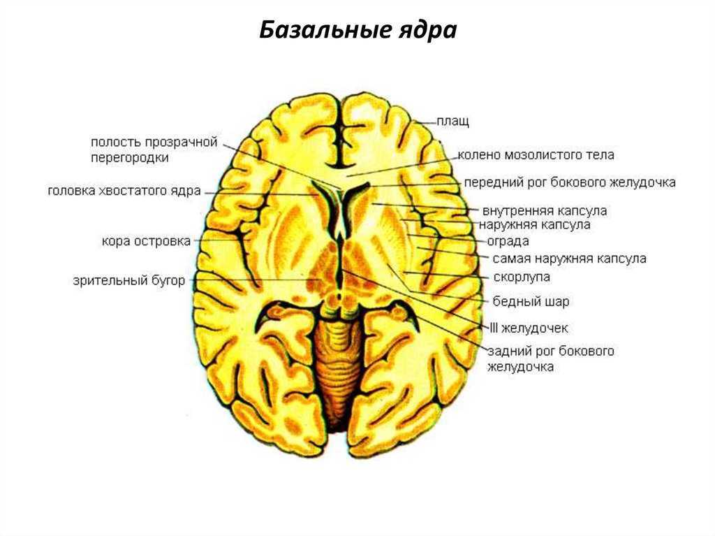 Подкорковые ядра головного мозга. Базальные ядра конечного мозга строение. Горизонтальный разрез головного мозга базальные ядра. Подкорковые ядра головного мозга анатомия. Схема базальных ядер головного мозга.