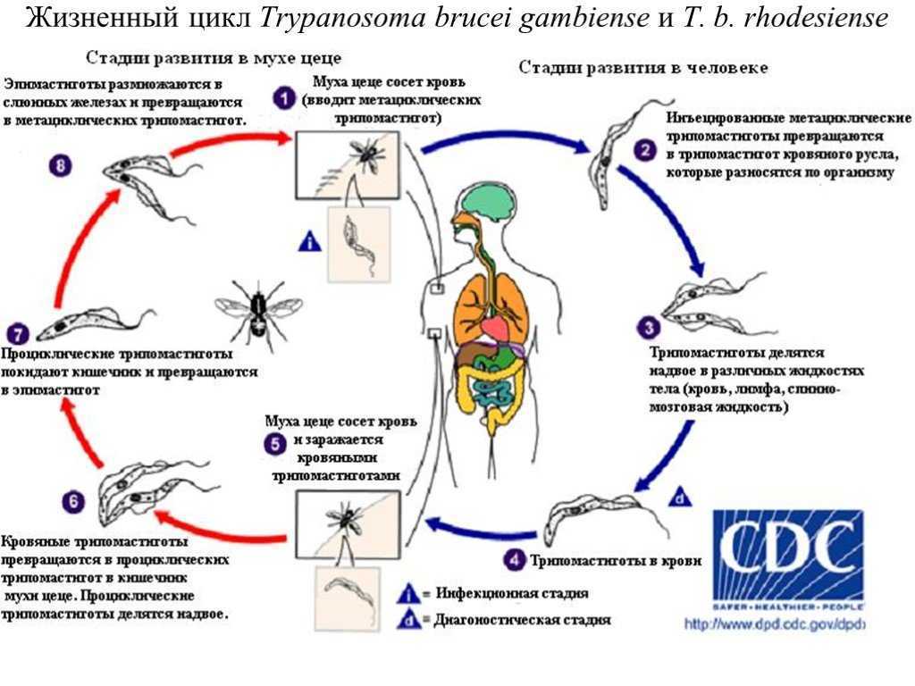 Основной хозяин муха цеце основной хозяин человек. Трипаносома gambiense жизненный цикл. Трипанрсома камьийская жизненный цикл. Жизненный цикл трипаносомы бруцеи. Цикл развития трипаносомы схема.