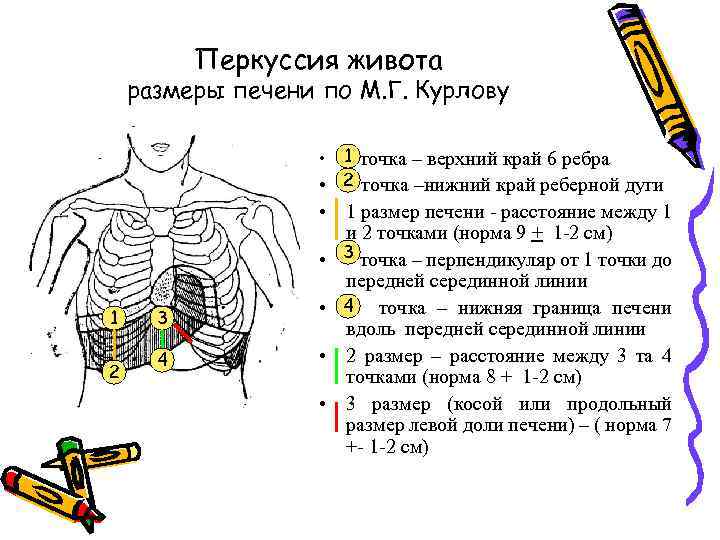 Перкуссия и пальпация печени, желчного пузыря и селезенки