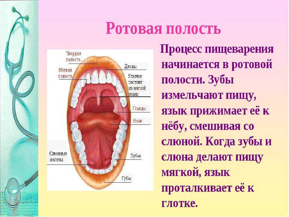 Сообщения полости рта. Ротовая полость функции пищеварительной системы. Функции ротовой полости 8 класс биология. Пищеварительная система строение зубов. Строение ротовой полости зубы.