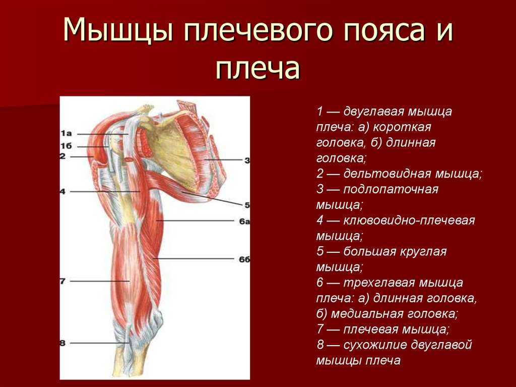 Тренировка с тендинопатией двуглавой мышцы плеча. часть 1 | fpa