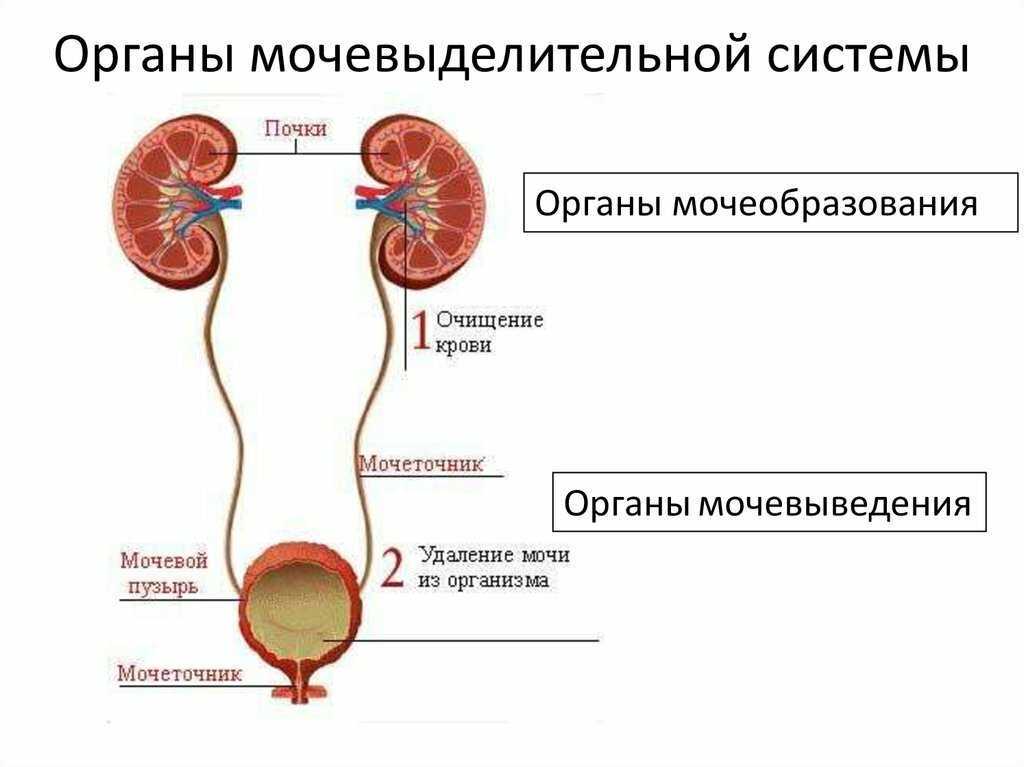 Где находится мочеточник фото