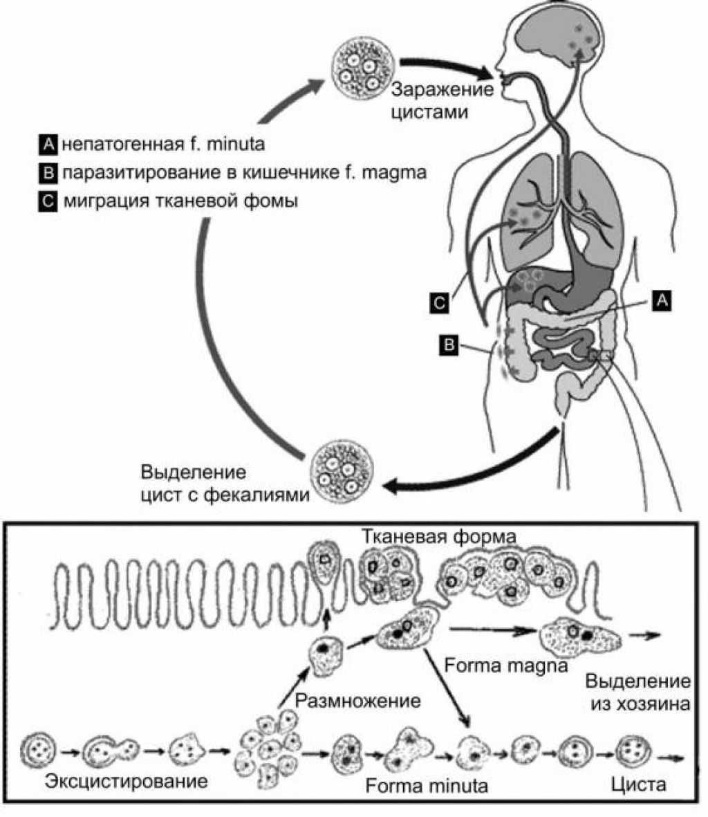 В каком организме происходит развитие дизентерийной амебы. Жизненный цикл дизентерийной амебы схема. Амебная дизентерия жизненный цикл. Схема жизненного цикла развития дизентерийной амебы. Жизненный цикл дизентерийной амёбы. (Entamoeba histolytica)..