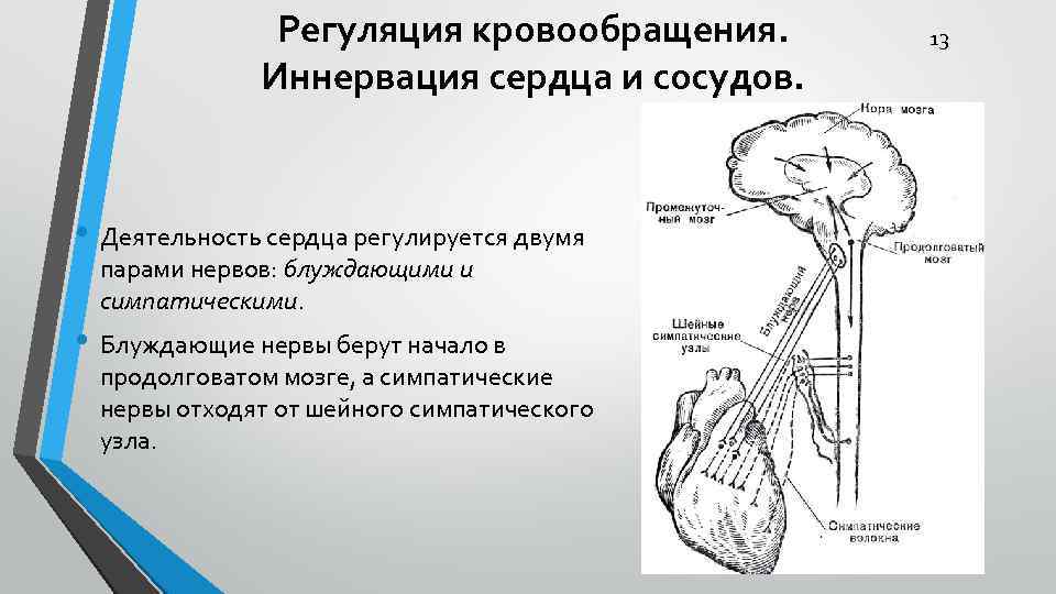 Что такое вегетативная нервная система?
