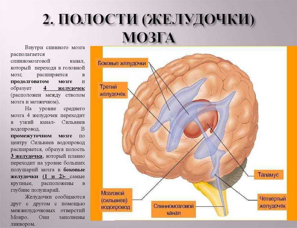 Правый желудочек головного. Желудочки головного мозга анатомия. Желудочки мозга и СИЛЬВИЕВ водопровод. Строение боковых желудочков мозга. Строение боковых желудочков головного мозга.