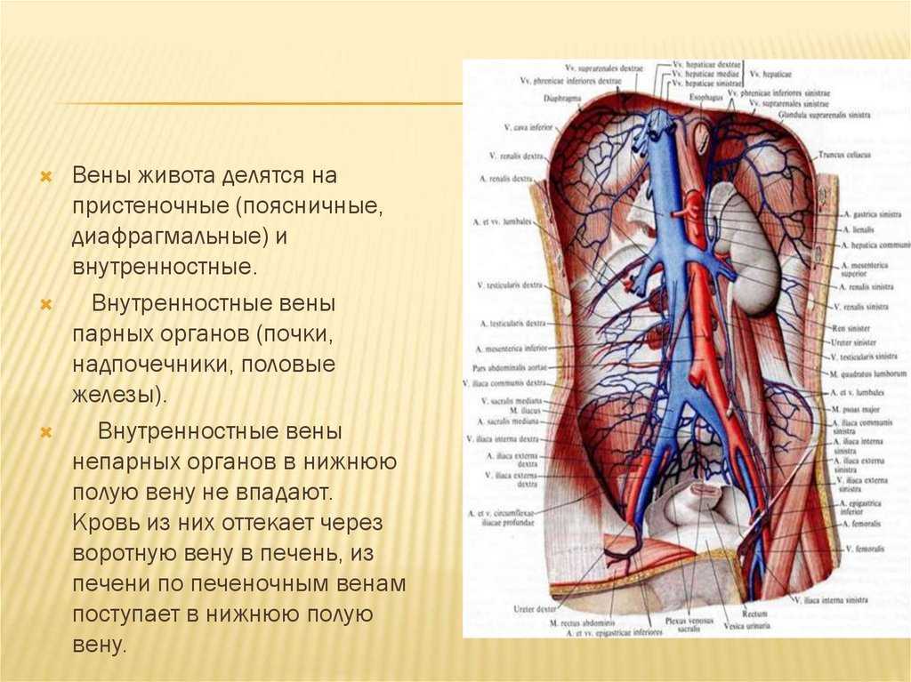Верхняя и нижняя полые вены. Анатомия нижней полой вены. Вены впадающие в нижнюю полую Вену.