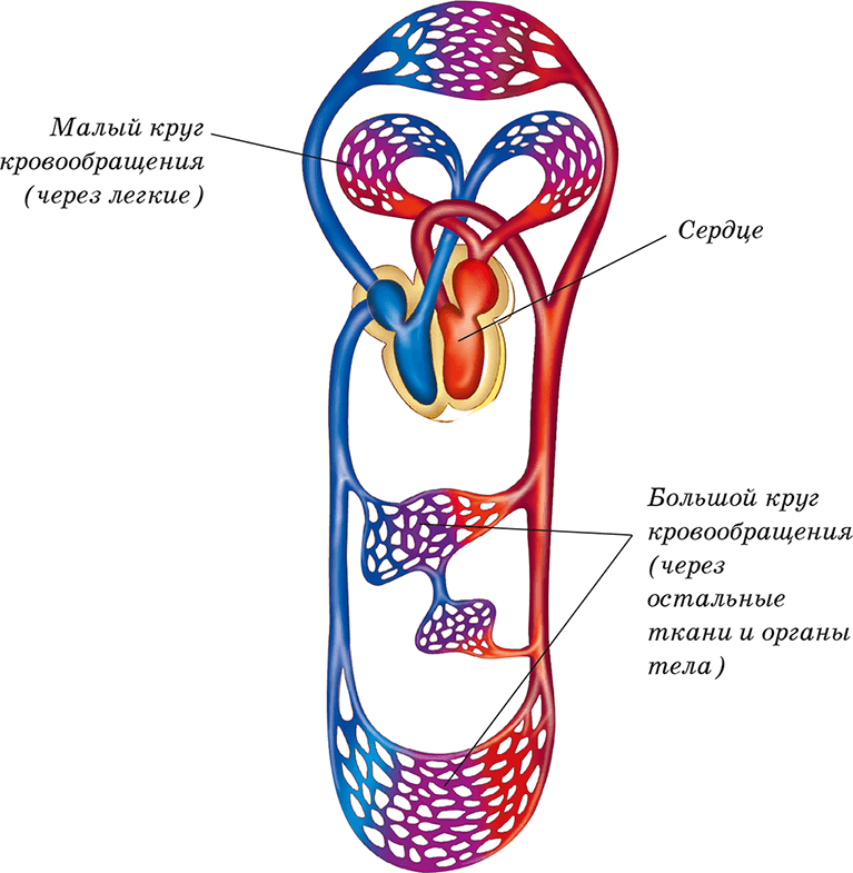 Особенности строения большого круга кровообращения. Большой круг кровообращения анатомия схема. Малый и большой круг кровообращения человека схема. Движение крови малый и большой круг кровообращения схема. Малый круг кровообращения схема сердца.