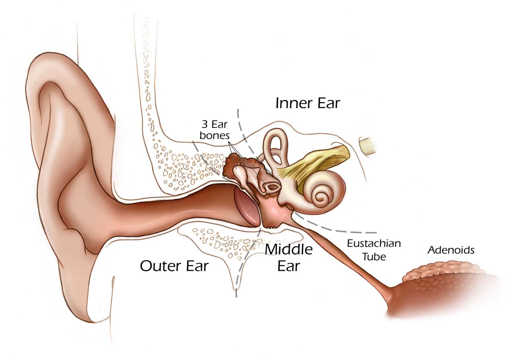 Нарушение среднего уха. Евстахиева трубаанатосмия. Евстахиеваятруба анатомия. Евстахиева труба анатомия. Строение уха и евстахиевой трубы.