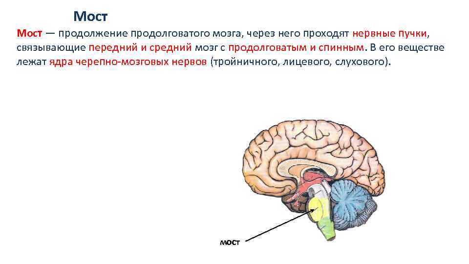 Выполняемые функции моста головного мозга