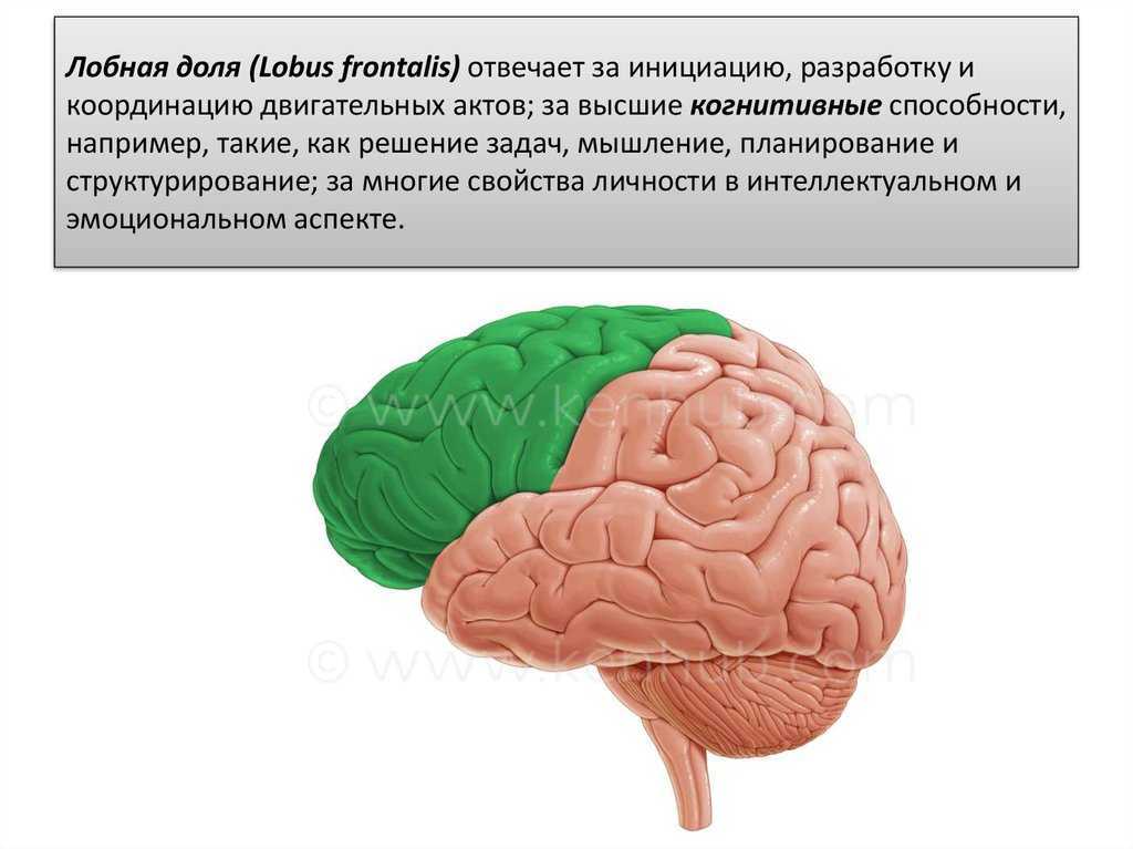 За что отвечают теменные доли головного мозга: норма и патология