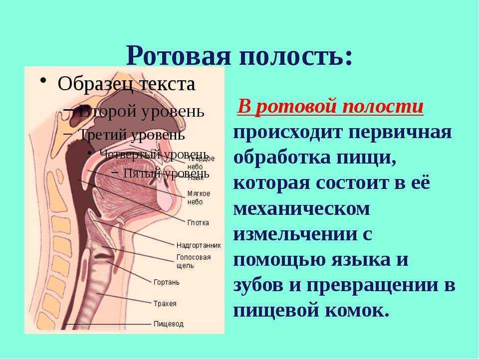 Схема рта человека