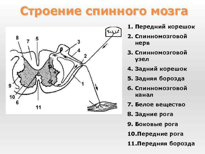 Спинной мозг человека — циклопедия