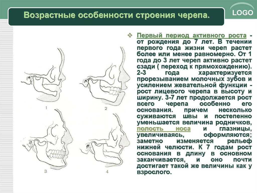 Особенности строения черепа. Возрастные, половые, и индивидуальные особенности строения черепа. Возрастные особенности строения костей черепа. Возрастные особенности строения лицевого черепа.. Возрастные особенности черепа анатомия.